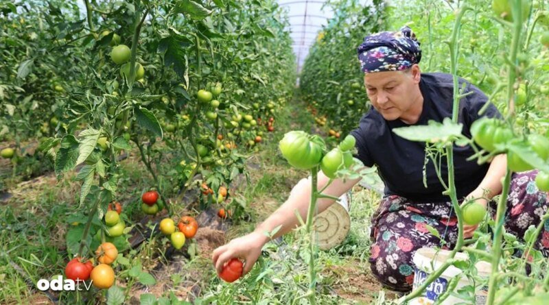 Şekilsiz domates dangalağın hasadı başladı | Kilosu 100 lira
