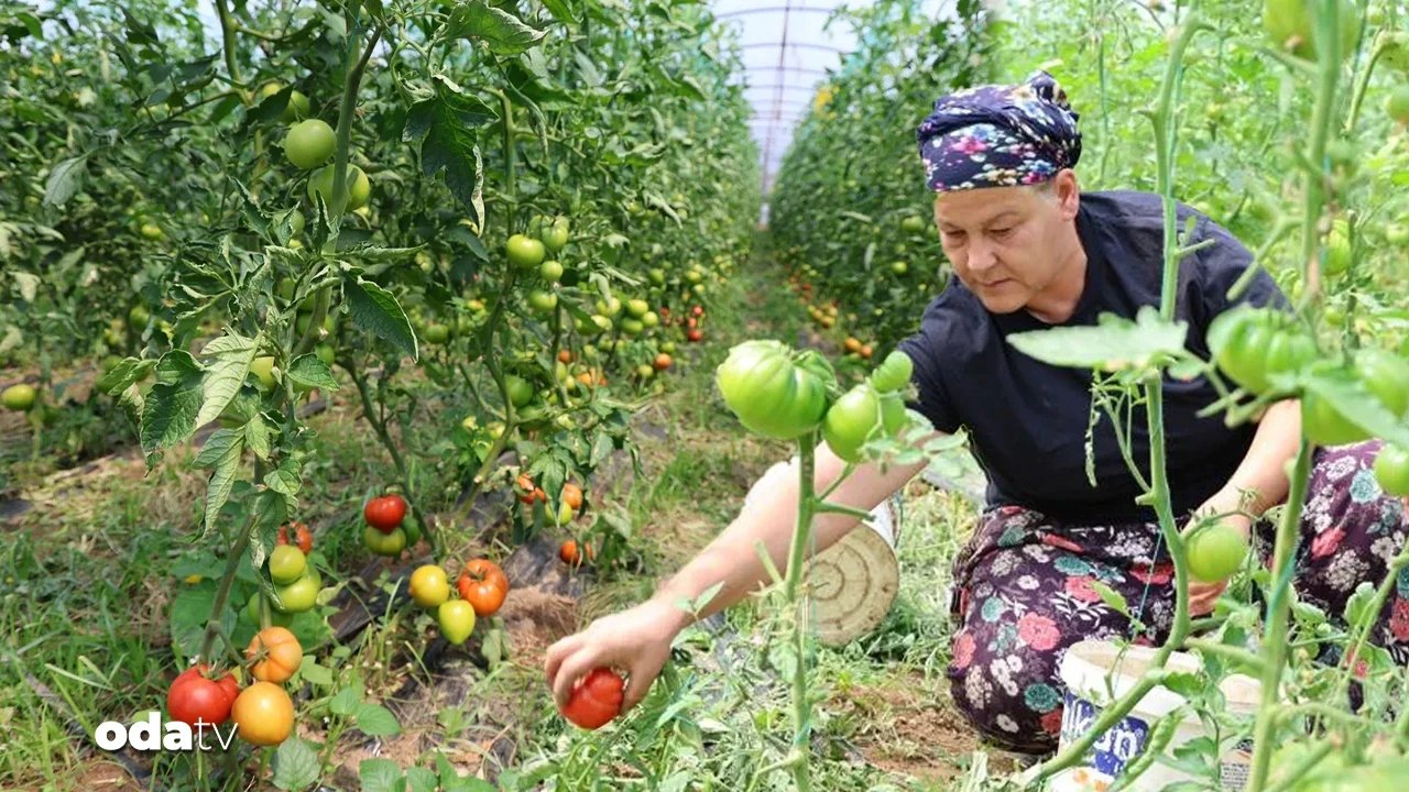 Şekilsiz domates dangalağın hasadı başladı | Kilosu 100 lira